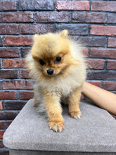 Pomeranian